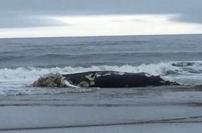 ballena